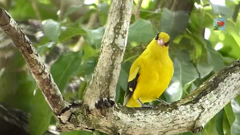 Black-naped Oriole Singing Outside My Bedroom
