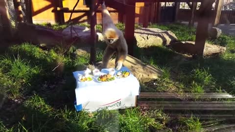 Cute Little Gibbon Teasing HUGE Orangutan - Playing & Climbing