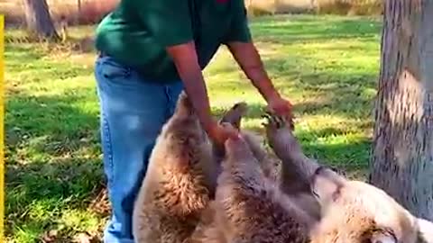 Orphaned Bear Is Reunited With Her Carer
