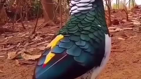 So Beautiful Lady Amherst's Pheasant