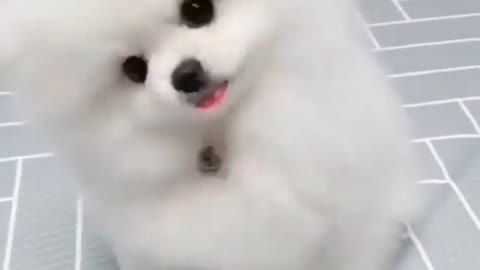 Cute puppy shaking his head