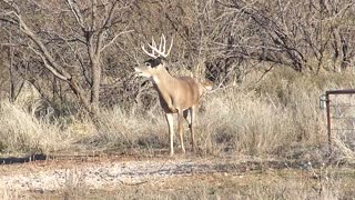 Two Big Free Range Whitetail Bucks passed up in Texas!