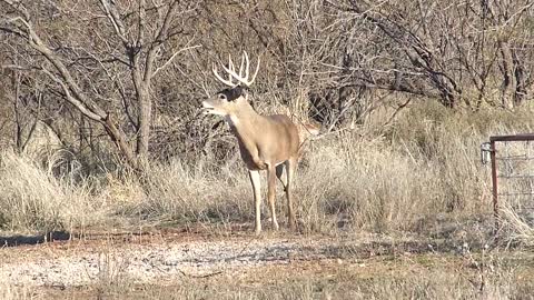 Two Big Free Range Whitetail Bucks passed up in Texas!