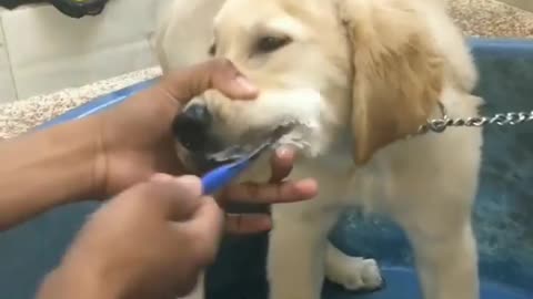 Dog funny video|Dog washing funny moments 🐶🐕