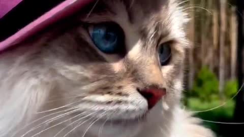 Loking cat a cap