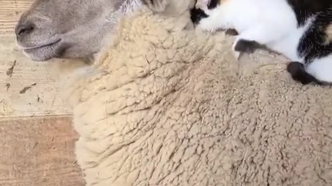 Cat gives sheep a massage. so cute