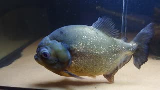 Old red belly piranha (pygocentrus nattereri)