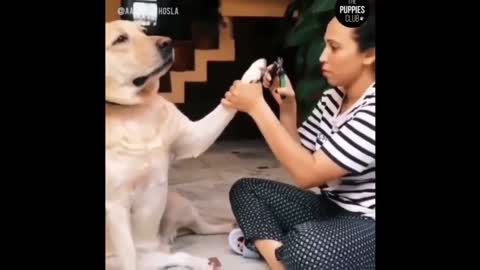 dog faints from having its nails cut
