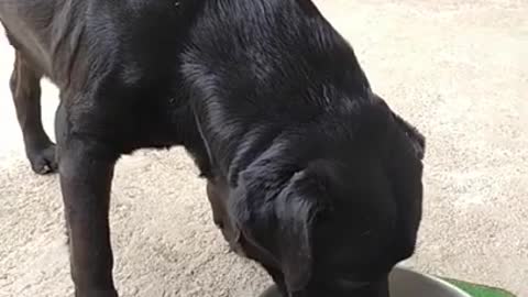 Thirsty Labrador dog slurps water in a adorable way...