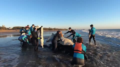 Two Humpback Whales Rescued On Buenos Aires Coast Amid Surge In Beached Animal Finds