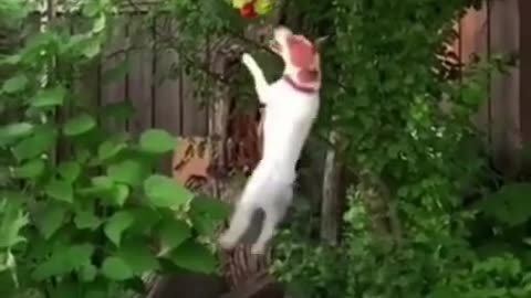 funny dogs jumping in a tree