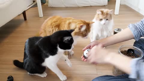 Teaching my cats to ring a bell
