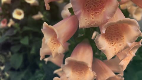 World Most Beautiful Flowers / Beautiful Blooming Flowers Timelapse