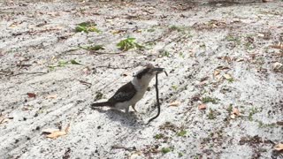 Kookaburra Chuckles After Catching a Snake for Lunch