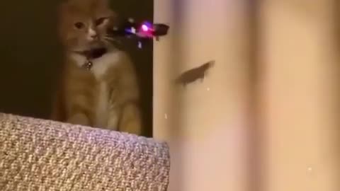 Angry cats slaps flying drones