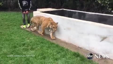 Lewis Hamilton Scares a Tiger