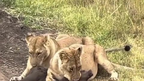 Lion hunting a buffalo calf