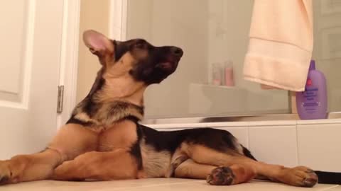 German shepherd dog sing with his owner