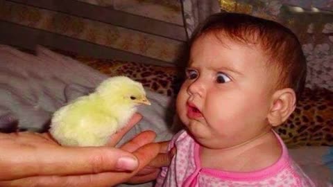 Funny and Cute Baby Moments, Funny Baby Reaction When Play with Chicken Funny Videos