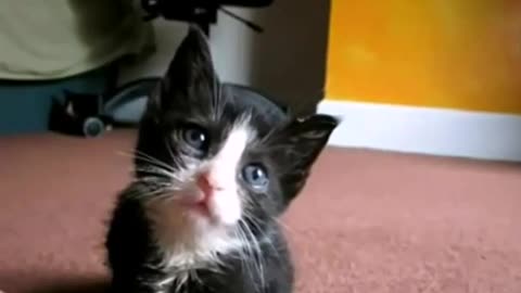 Cool video with adorable cats and kittens