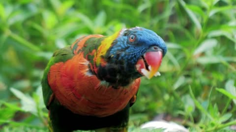 Beautiful multicolored lorikeet parrot Trichoglossus parrot is eating an apple slice