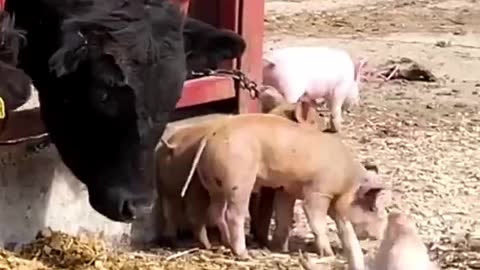 😂 Funny Animals Fails 😍 Dogs, Cats, Pigs etc.
