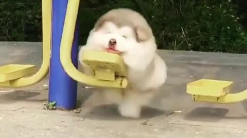 Cute dog enjoying his swinging
