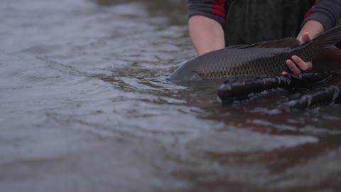 a-man-releasing-caught-fish-in-the-pond