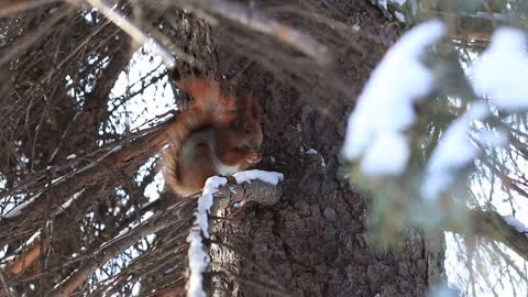 Red squirrel eating pine tree seeds in winter