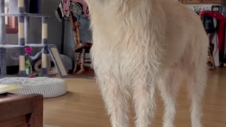 Dramatic Doggo Howls for Attention