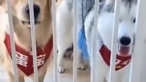 Funny dog (🐶) scared pranks video for 🐶 🐶