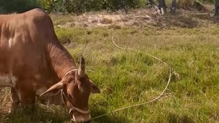 Ox Has a Unicorn Horn