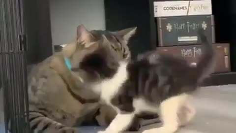 Little KITTEN fighting with her MOM! funny fight