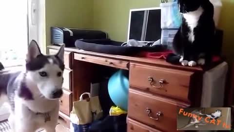 Cats and Dogs Meeting Each other For The First Time how is it.