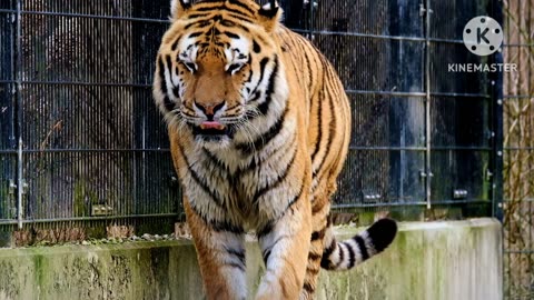 Exploring Earth's Animal - The Royal Bengal Tiger