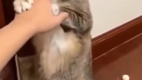 Cat play with owner