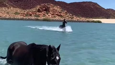 Happy horse in western Australia