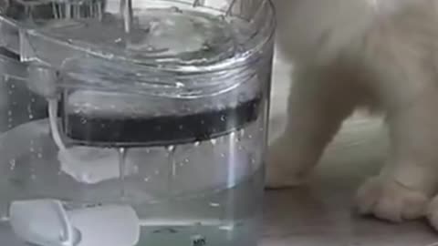Como matar a sede do seu pet com segurança: Fonte de água Automática Com Filtro Para Gatos