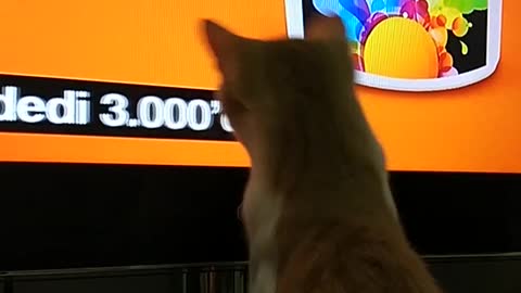 Orange cat watching tv tries to catch subtitles