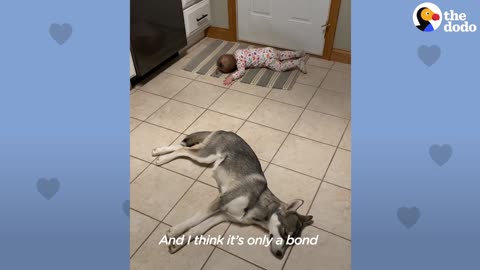 Baby Husky Grows Up With Baby Girl And They Do Everything Together |