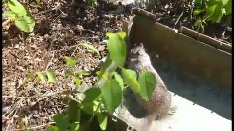 Precious the Baby Rock Squirrel growing up