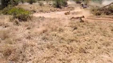 Animals Attack, Lion Could Not Win Powerful of Giraffe