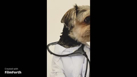 doctor dog. he is cutey