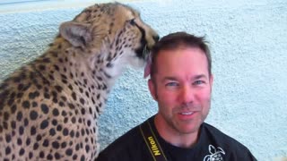 Cheetah Refuses To Stop Licking This Guy's Head