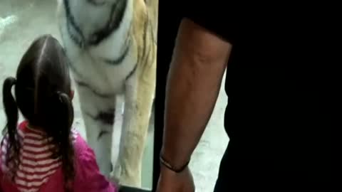 Tiger opens his jaws to grab little girl but he fails to do