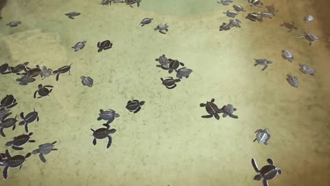 Baby turtles swimming in pool at Kosgoda Lagoon Turtle hatchery