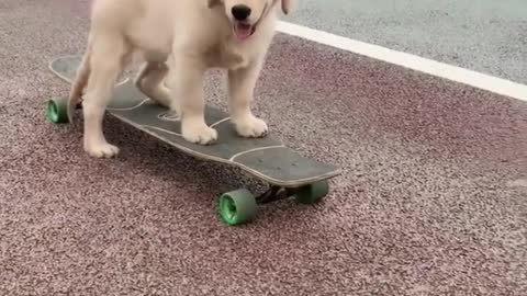 Dogs play skateboards