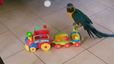 Dancing parrot goes on Christmas toy train ride
