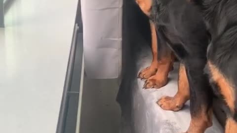 Dog Training 🐶Video Cute Dog Video