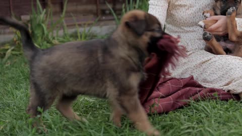 Pretty dog pulling a towel